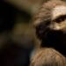 ancient human ancestor lucy had knee joints walked fully upright - researchers