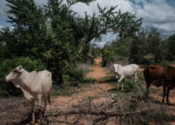 Kenya To Transform ‘Starvation Cult’ Scene To Memorial Site