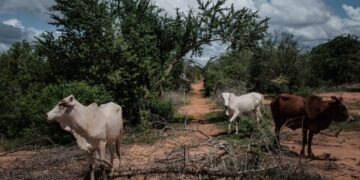 Kenya To Transform ‘Starvation Cult’ Scene To Memorial Site
