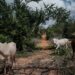 Kenya To Transform ‘Starvation Cult’ Scene To Memorial Site