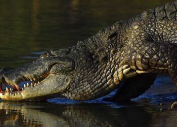female crocodile shatters reproductive norms with virgin birth