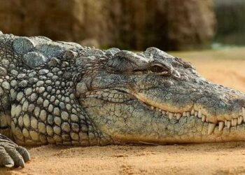 Namibia To Auction 40 Crocodiles Over Attacks On Humans