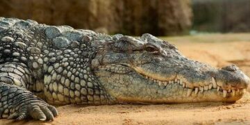 Namibia To Auction 40 Crocodiles Over Attacks On Humans
