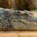 Namibia To Auction 40 Crocodiles Over Attacks On Humans