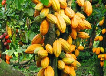 Cameroonian Farmers Say Policy Banning Export Of Cash Crops To Nigeria Hurting