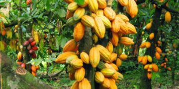 Cameroonian Farmers Say Policy Banning Export Of Cash Crops To Nigeria Hurting