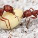 kenyan trio face charges for smuggling ants