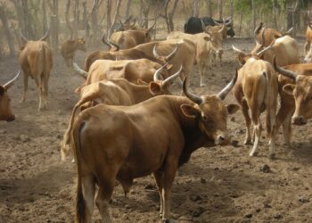 Sierra Leone Imposes Ban On Cattle Movement, Meat Imports From Liberia