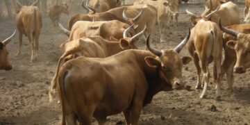 Sierra Leone Imposes Ban On Cattle Movement, Meat Imports From Liberia