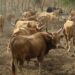 Sierra Leone Imposes Ban On Cattle Movement, Meat Imports From Liberia