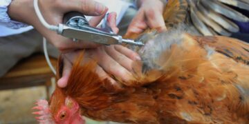 Togo Announces Bird Flu Outbreak
