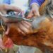 Togo Announces Bird Flu Outbreak