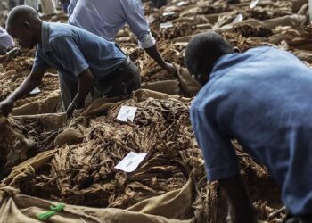 Malawi: Tobacco Sales Increase By 55%