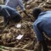 Malawi: Tobacco Sales Increase By 55%