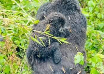 US Sanctions Three Congolese Officials For Trafficking Wild Animals To China