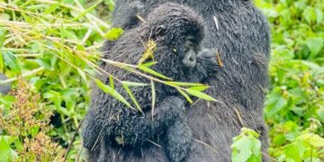 US Sanctions Three Congolese Officials For Trafficking Wild Animals To China