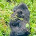 US Sanctions Three Congolese Officials For Trafficking Wild Animals To China