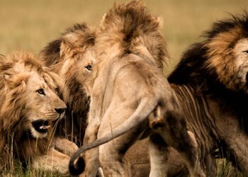 mauled