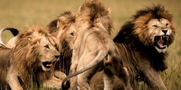 mauled