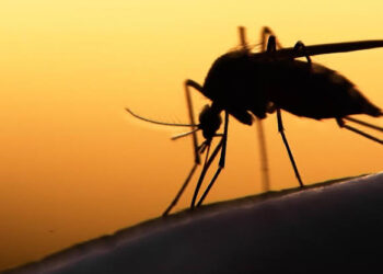 WHO Declares Egypt Malaria-Free