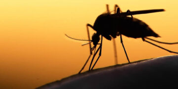 WHO Declares Egypt Malaria-Free