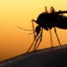 WHO Declares Egypt Malaria-Free