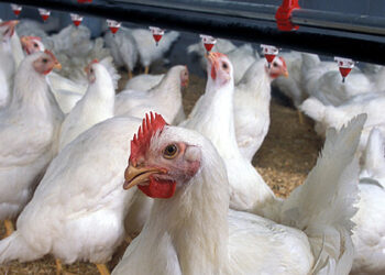 Bird Flu Outbreak Hits South African Chickens