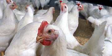 Bird Flu Outbreak Hits South African Chickens