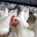 Bird Flu Outbreak Hits South African Chickens