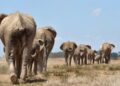 Climate Crisis Forces Elephants Into Cross-Border Migration In Southern Africa
