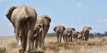 Climate Crisis Forces Elephants Into Cross-Border Migration In Southern Africa