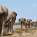 Climate Crisis Forces Elephants Into Cross-Border Migration In Southern Africa