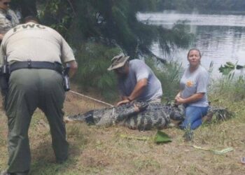 US: Woman’s Lifeless Body Found In Alligator’s Jaws