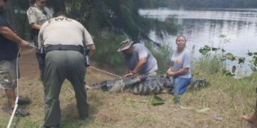 US: Woman’s Lifeless Body Found In Alligator’s Jaws