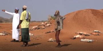 Kenya Among Top Recipients Of Climate Change Funds In Africa