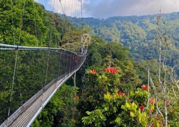 Congo To Establish World's Biggest Tropical Forest Reserve