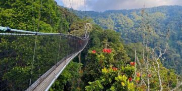Congo To Establish World's Biggest Tropical Forest Reserve