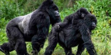 Uganda: 11 Officials Sacked For Selling Fake Gorilla Permits To Tourists