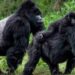 Uganda: 11 Officials Sacked For Selling Fake Gorilla Permits To Tourists