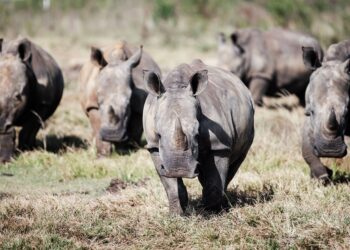 Southern Africa White Rhino Population Sees First Growth In A Decade
