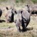 Southern Africa White Rhino Population Sees First Growth In A Decade