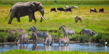 Tanzania Denies Claims Of Wildlife Smuggling To Middle East