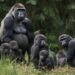 Wild Africa Fund Warns Of Extinction Threat To Cross River Gorillas