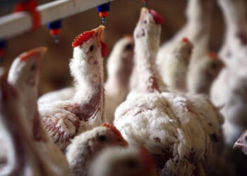 Bird Flu Outbreak In Mozambique Prompts Slaughter Of 45,000 Chickens