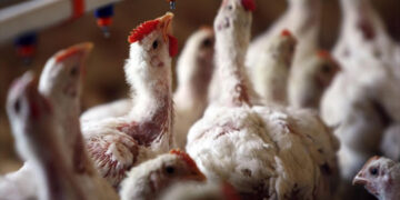 Bird Flu Outbreak In Mozambique Prompts Slaughter Of 45,000 Chickens