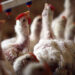 Bird Flu Outbreak In Mozambique Prompts Slaughter Of 45,000 Chickens