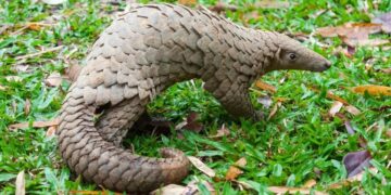 West Africans Hunt Pangolins Primarily For Food, Study Shows