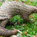 West Africans Hunt Pangolins Primarily For Food, Study Shows