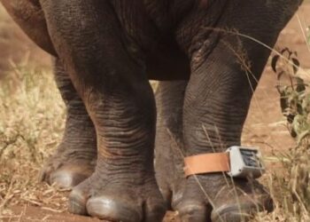 South African Rhinos Get AI Collars To Fight Poaching