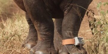 South African Rhinos Get AI Collars To Fight Poaching
